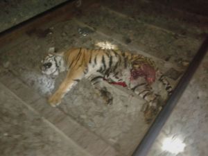 Tiger body found on railway track